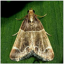 Carica l'immagine nel visualizzatore di Gallery, Antitarme Alimentare, Trappole Adesive Contro Le Tarme Del Cibo, Farfalline, Sen