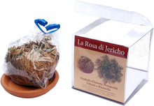 Carica l'immagine nel visualizzatore di Gallery, Rosa Di Jericho Confezione Risparmio Da 4