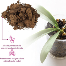 Carica l'immagine nel visualizzatore di Gallery, Terreau pour Orchidées, Substrat Orchidées à Partir De 1 Litre Rouleau Coiffeur