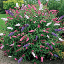 Carica l'immagine nel visualizzatore di Gallery, 1 Pour Buddleia Tricolor Arbre Delle Papillons Couleurs Plante Saine Le Jardin