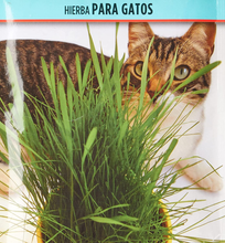 Carica l'immagine nel visualizzatore di Gallery, Battle - Samen Duftteelichter Gras für Katzen ( Samen - 10-15Cm)