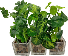 Carica l'immagine nel visualizzatore di Gallery, Satz Von 3 Kunstpflanze Faux aus Tabelle Grün Mit Vasen Im Glas Transparent P