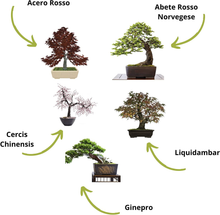 Carica l'immagine nel visualizzatore di Gallery, Mini - 5 Bonsai Ready To Grow Ensemble - Graines De Qualité - Jardin &