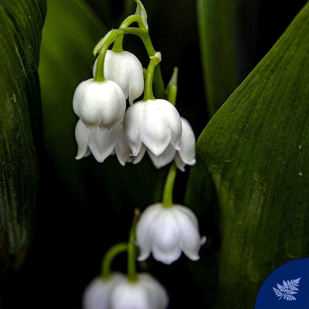 Felce Azzurra Bagnodoccia Muschio Bianco, Profumo Rilassante, 650ml