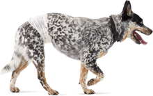 Carica l&#39;immagine nel visualizzatore di Gallery, , Pannolini Usa E Getta per Cani Maschi - M, Confezione Da 50

