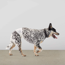Carica l&#39;immagine nel visualizzatore di Gallery, , Pannolini Usa E Getta per Cani Maschi - M, Confezione Da 50

