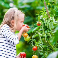 Carica l&#39;immagine nel visualizzatore di Gallery, Set Da 4 Sostegni Circolari per Pomodori, Piante Rampicanti, Rose, a 3 Gambe, in
