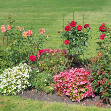 Carica l&#39;immagine nel visualizzatore di Gallery, Set Da 4 Sostegni Circolari per Pomodori, Piante Rampicanti, Rose, a 3 Gambe, in

