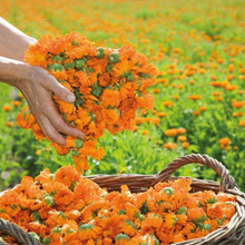 Carica l&#39;immagine nel visualizzatore di Gallery, Baby Babywash Corpo&amp;capelli Ringelblumen, Duschschaum 2In1 für Die Reinigung Der
