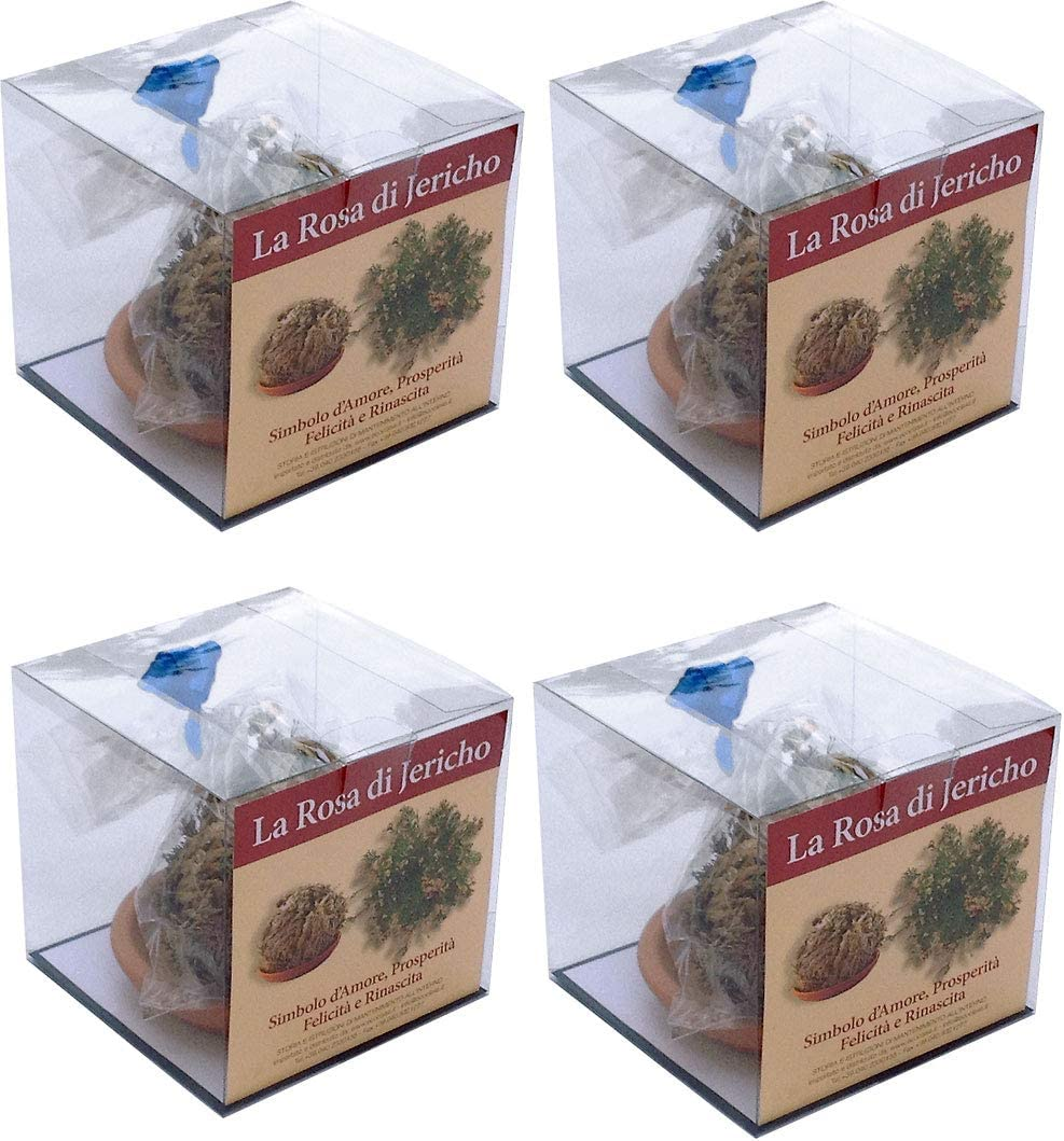Rose of Jericho Savings Pack of 4
