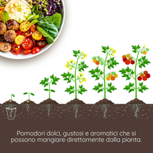 Carica l&#39;immagine nel visualizzatore di Gallery, Kit Samen Gemüsegarten: 6 Von Tomaten Extravagant Und Alte [Anleitung IN Italy
