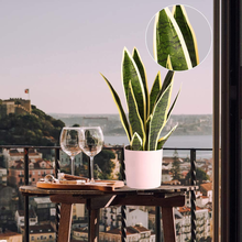 Carica l&#39;immagine nel visualizzatore di Gallery, Artificial Plants 40cm Monstera / Snake Plant / Areca Palm
