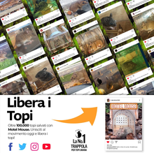 Carica l&#39;immagine nel visualizzatore di Gallery, Piège pour Souris Vivi Que Tu Ne Tue Souris Piège Réutilisable Humaine Cage Top
