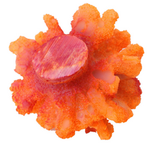 Carica l'immagine nel visualizzatore di Gallery, simulazione di stelle marine di corallo simulazione di stelle marine coral starfish
